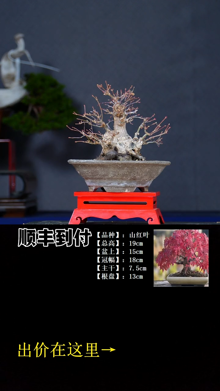 无花朵山红叶bubaoyou