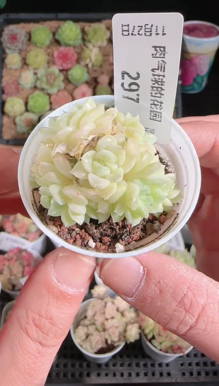 1127-297群生不包整