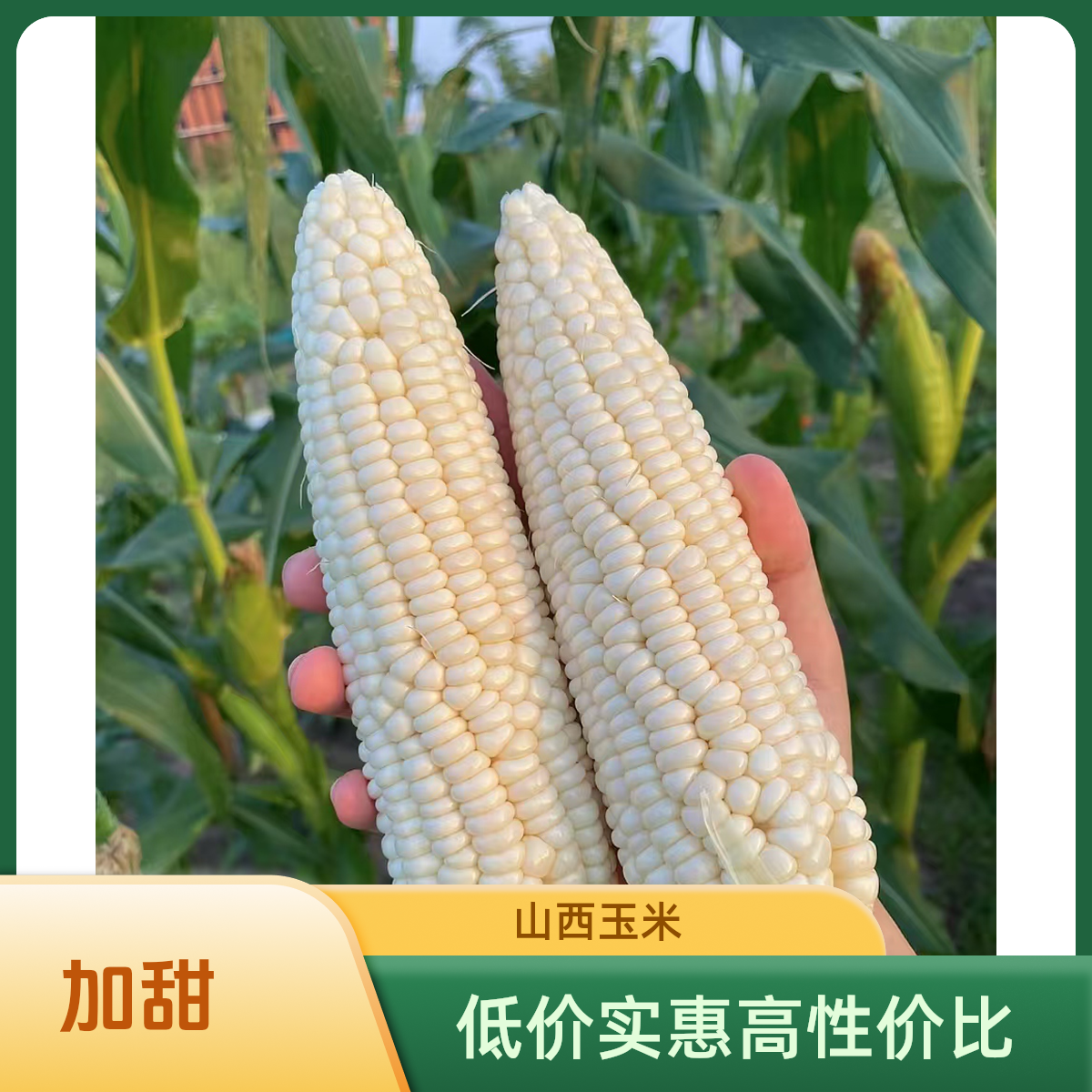 山西高山白糯玉米美玉27号加甜檽水果玉米【刚哥直播间专属福利】