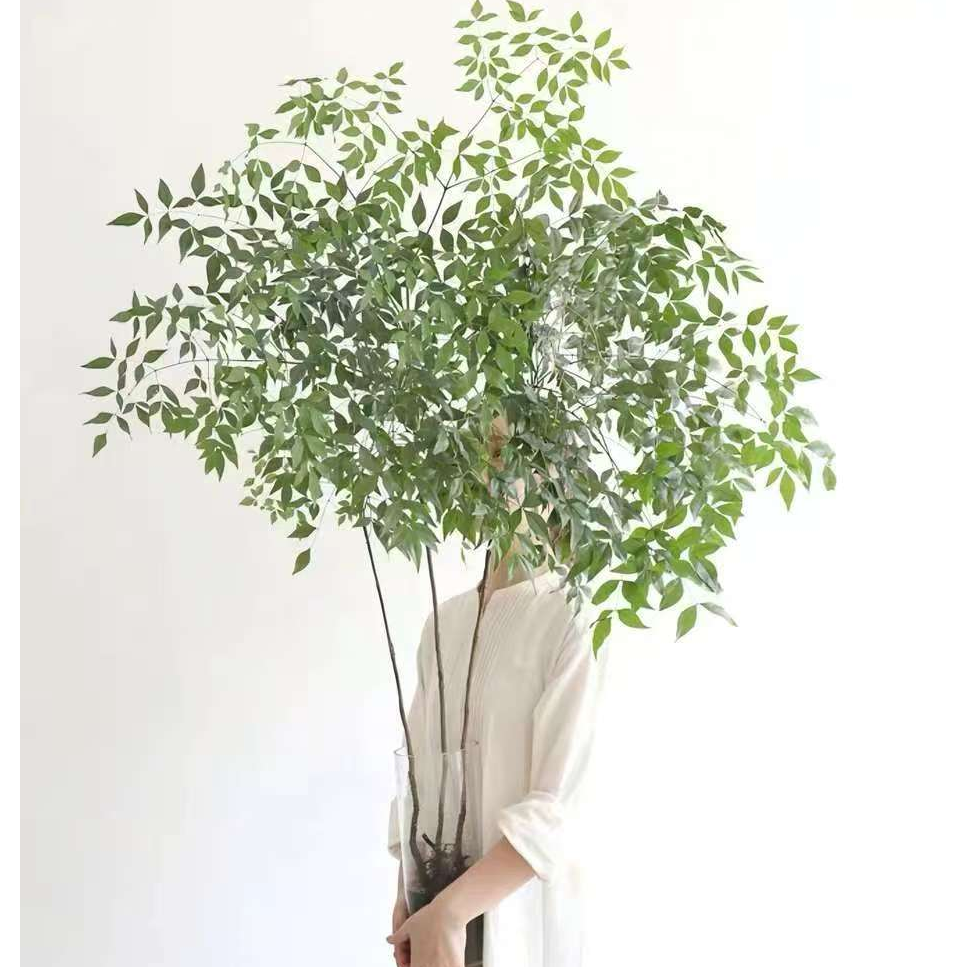 带老桩根南天竹水培盆栽绿植火焰红室内客厅办公室盆景