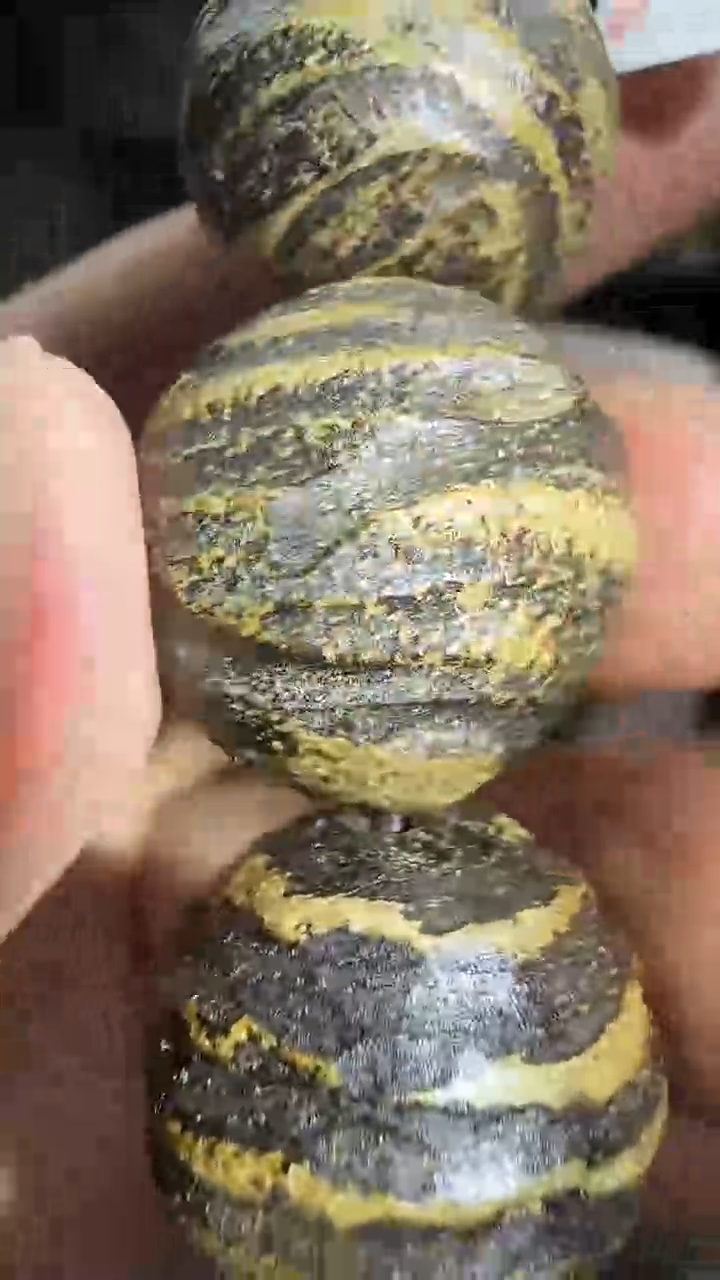 沉香碎屑沉香木老三文玩711