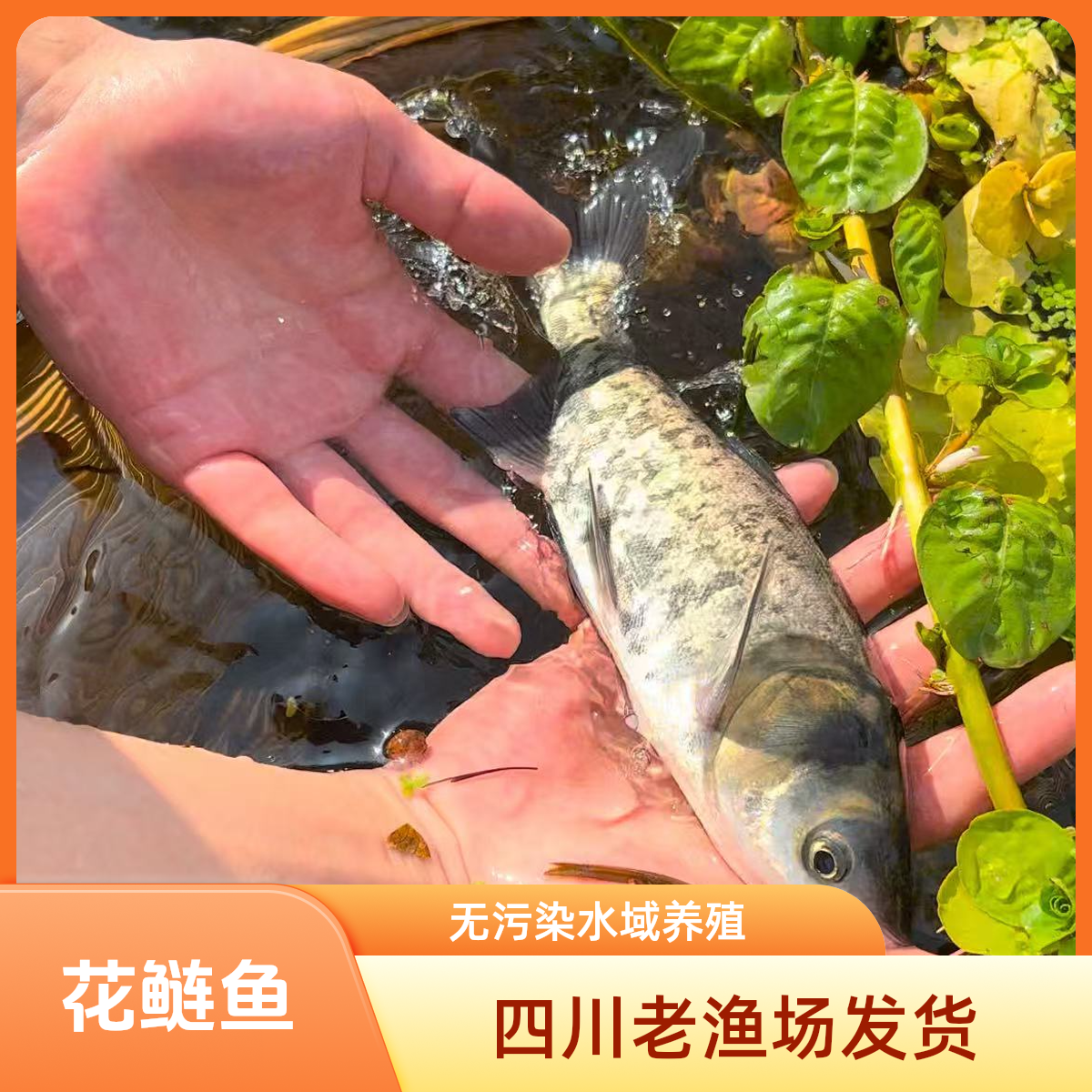 四川 花鲢鱼 淡水养殖