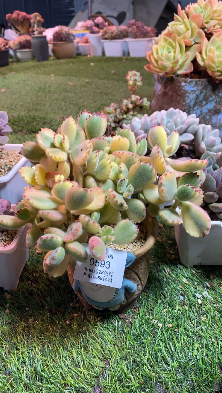 【闪购商品】白熊锦0606aaaa