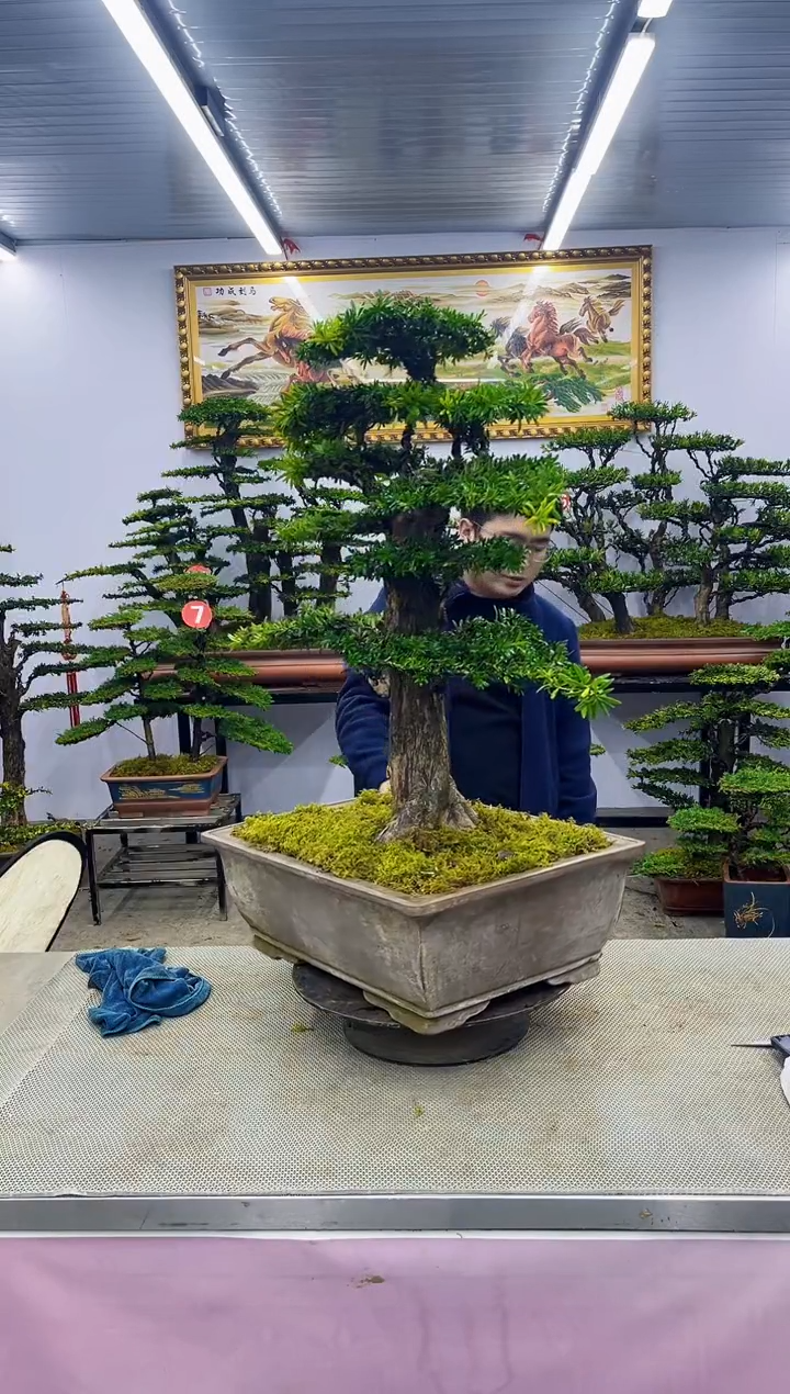【闪购商品】八斗松/松类活物造型盆景，以直播间截图为啊啊啊