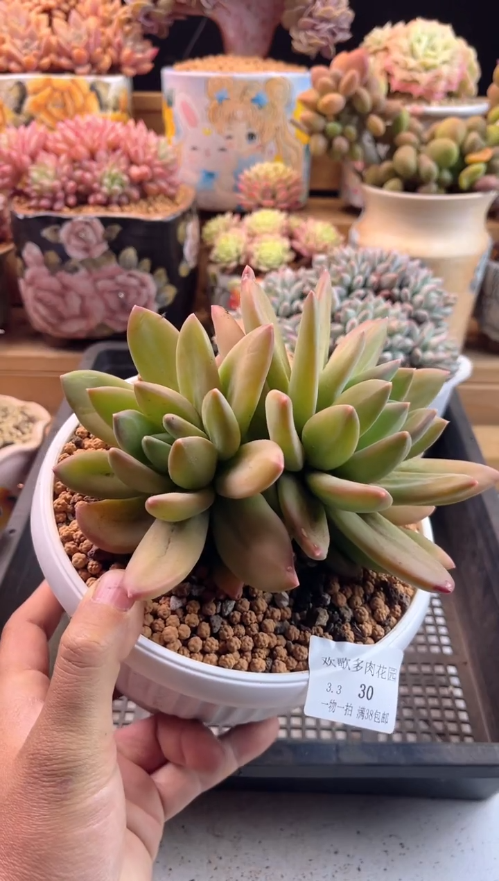 【闪购商品】3.3-30海洋之歌