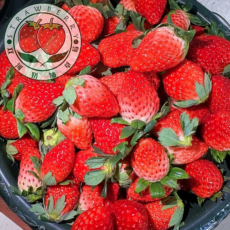 【双河草莓】山西章姬奶油草莓中果/3斤