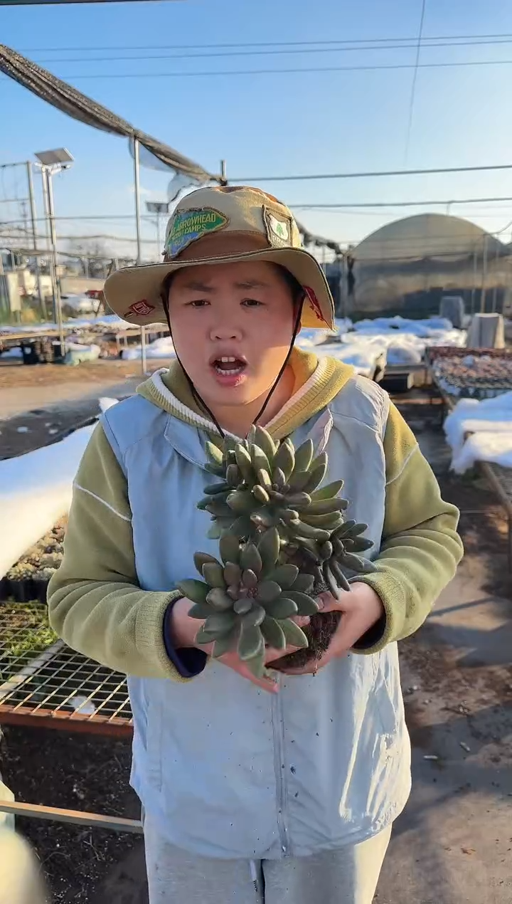 露养区大号芒果奶 7.7