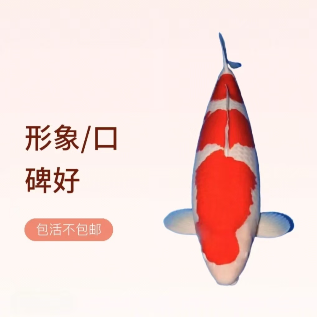 红白锦鲤 包活不包邮 （入池后概不负责）