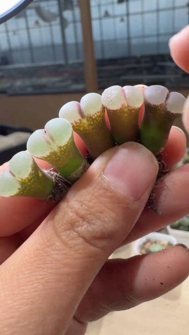 l**u10-126多肉植物肉锥