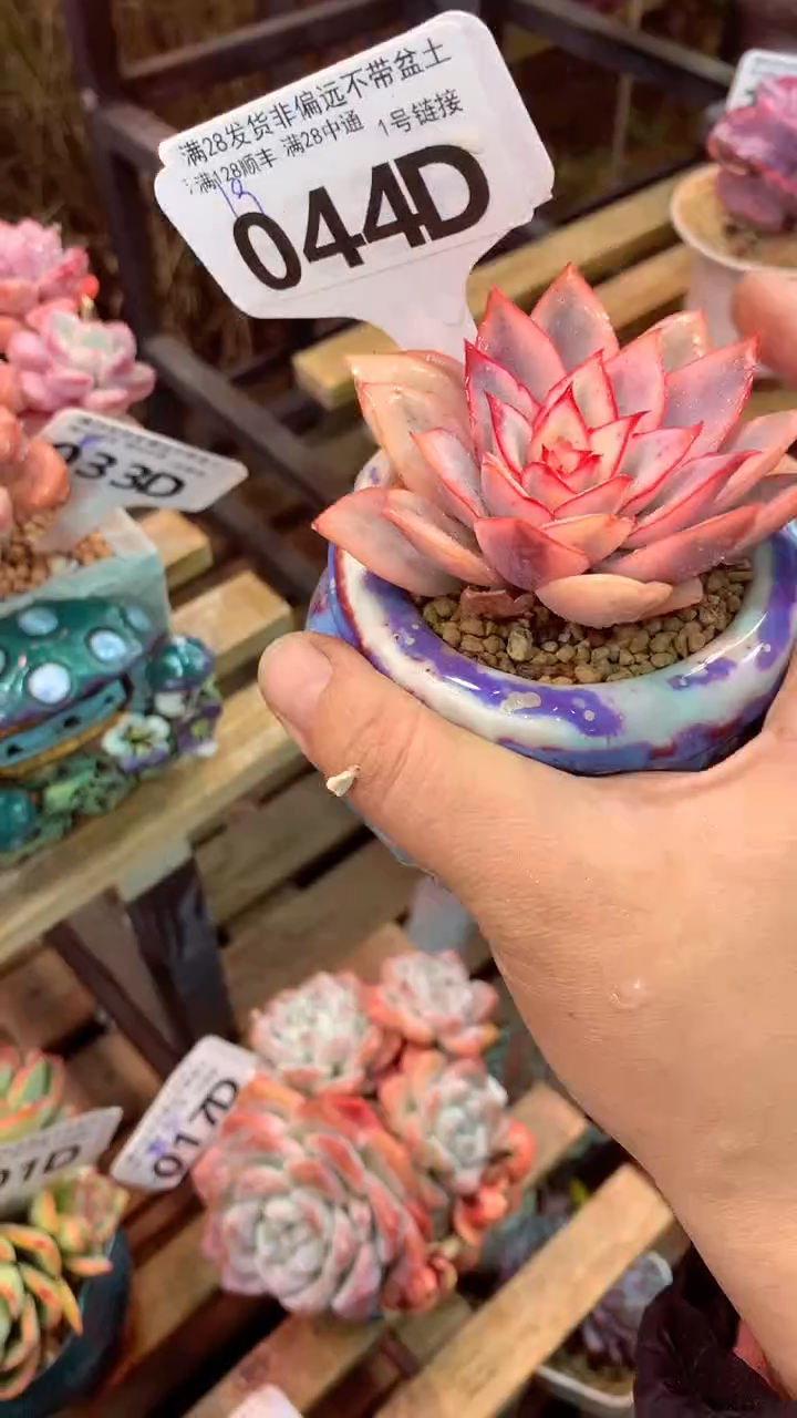 044D（一物一拍实付满28发货，默认不带盆土）