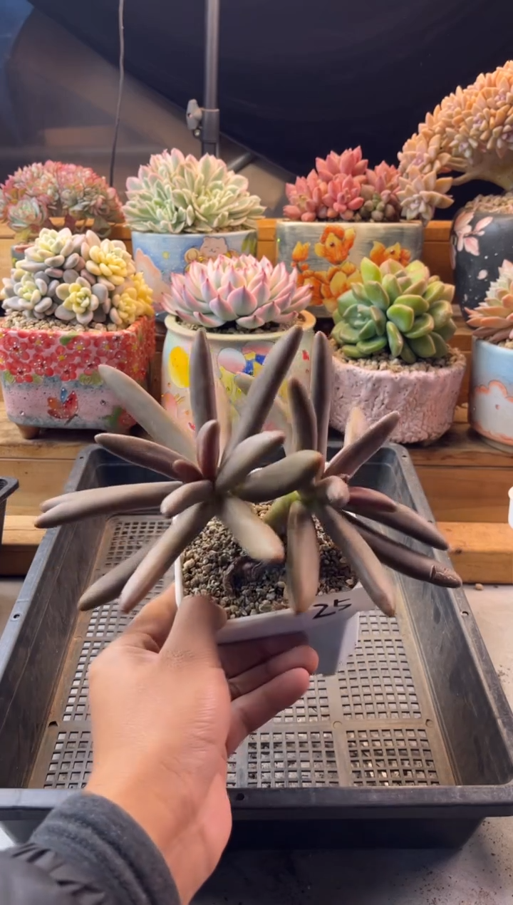 25椰子树1111111111111111