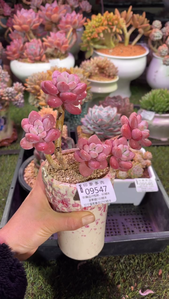 【闪购商品】09547