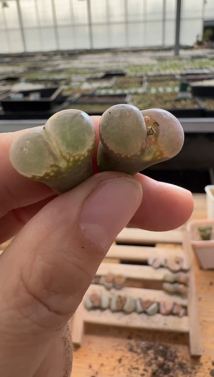 【闪购商品】1/22-173