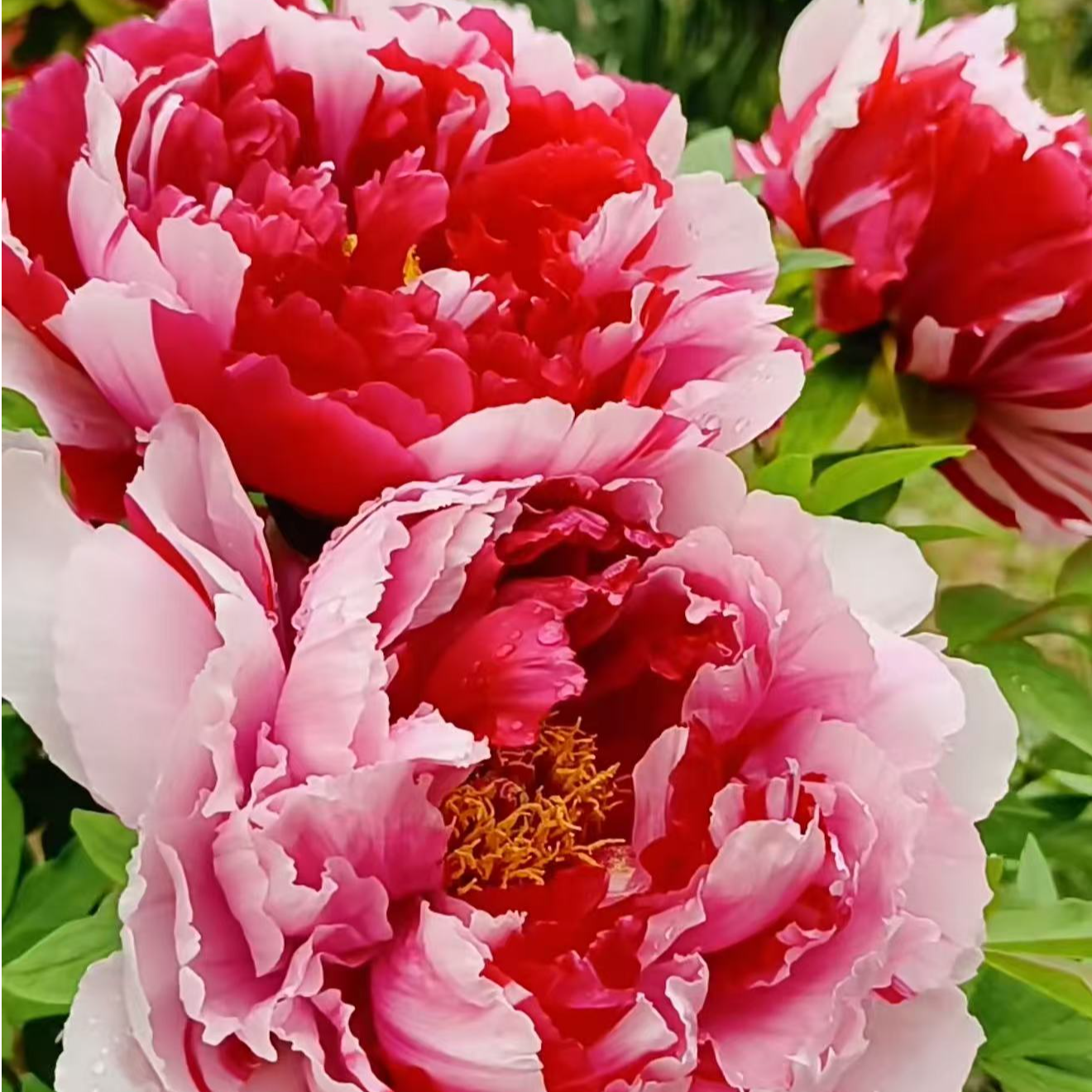 岛锦牡丹花苗嫁接苗