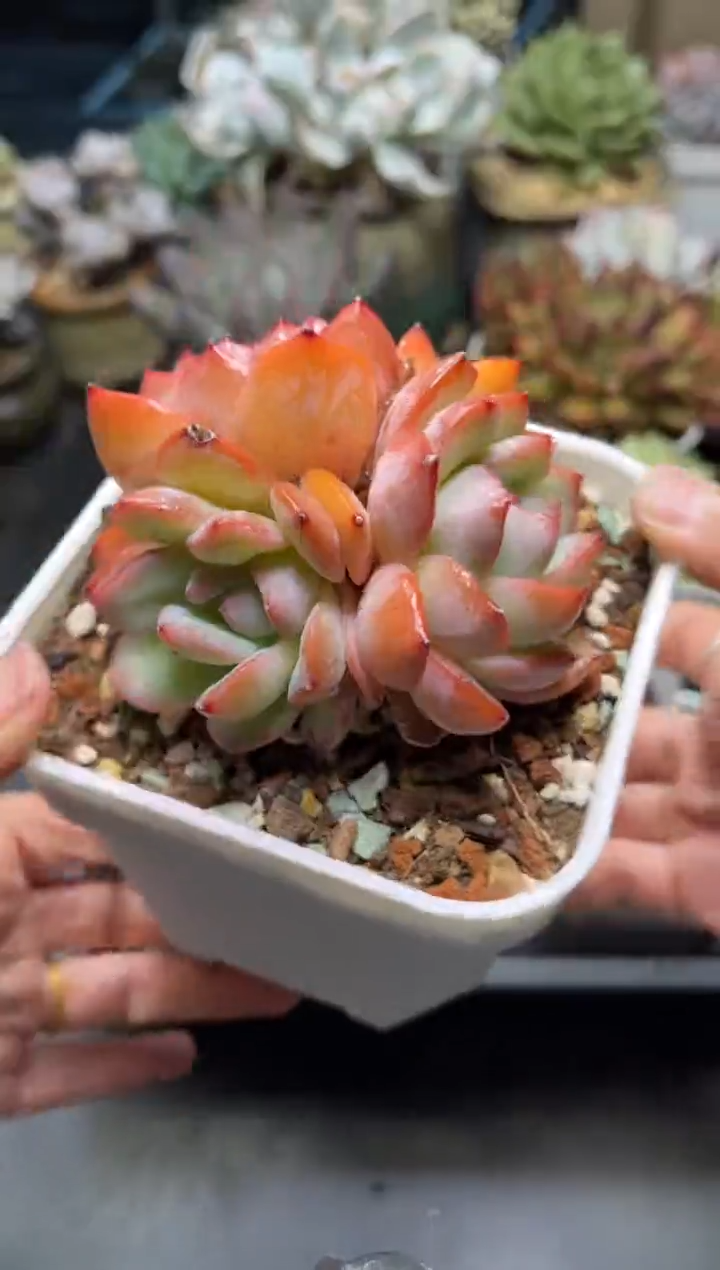 1899草莓杏仁..............