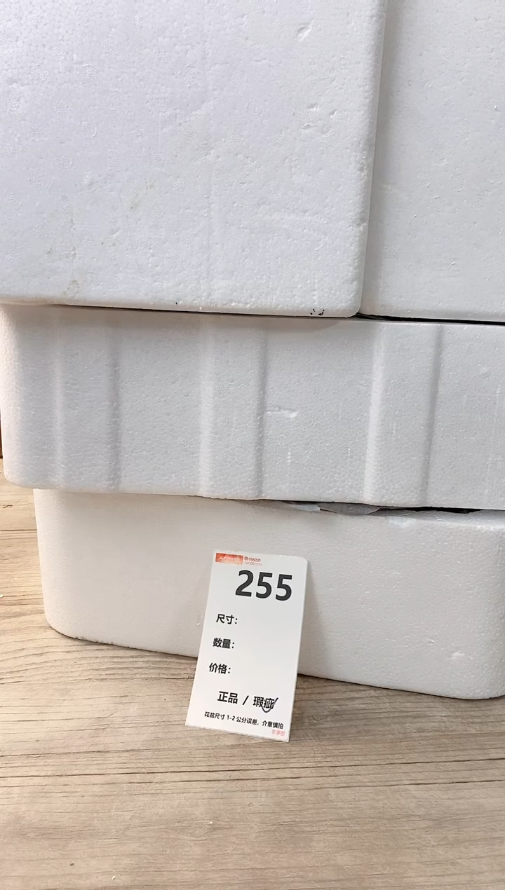 小玩子花盆直播号255