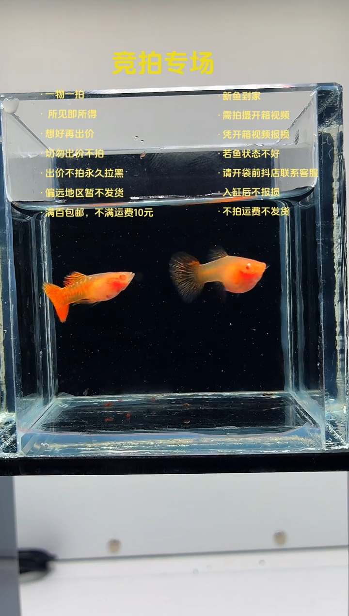 孔雀鱼红龙白子一对-44