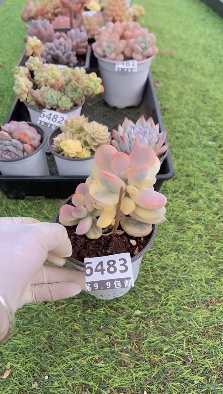 【闪购商品】信福多肉一物一拍