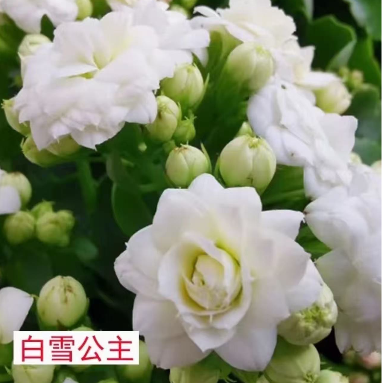 《白马王子》130盆长寿花