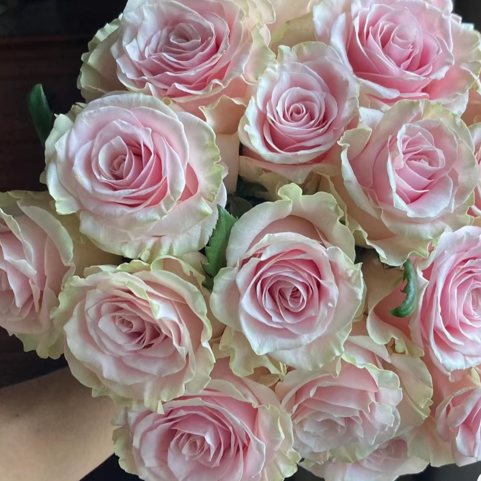 粉色主题，单头玫瑰，1单冷链包邮，2单升级顺丰或者京东冷链包邮。