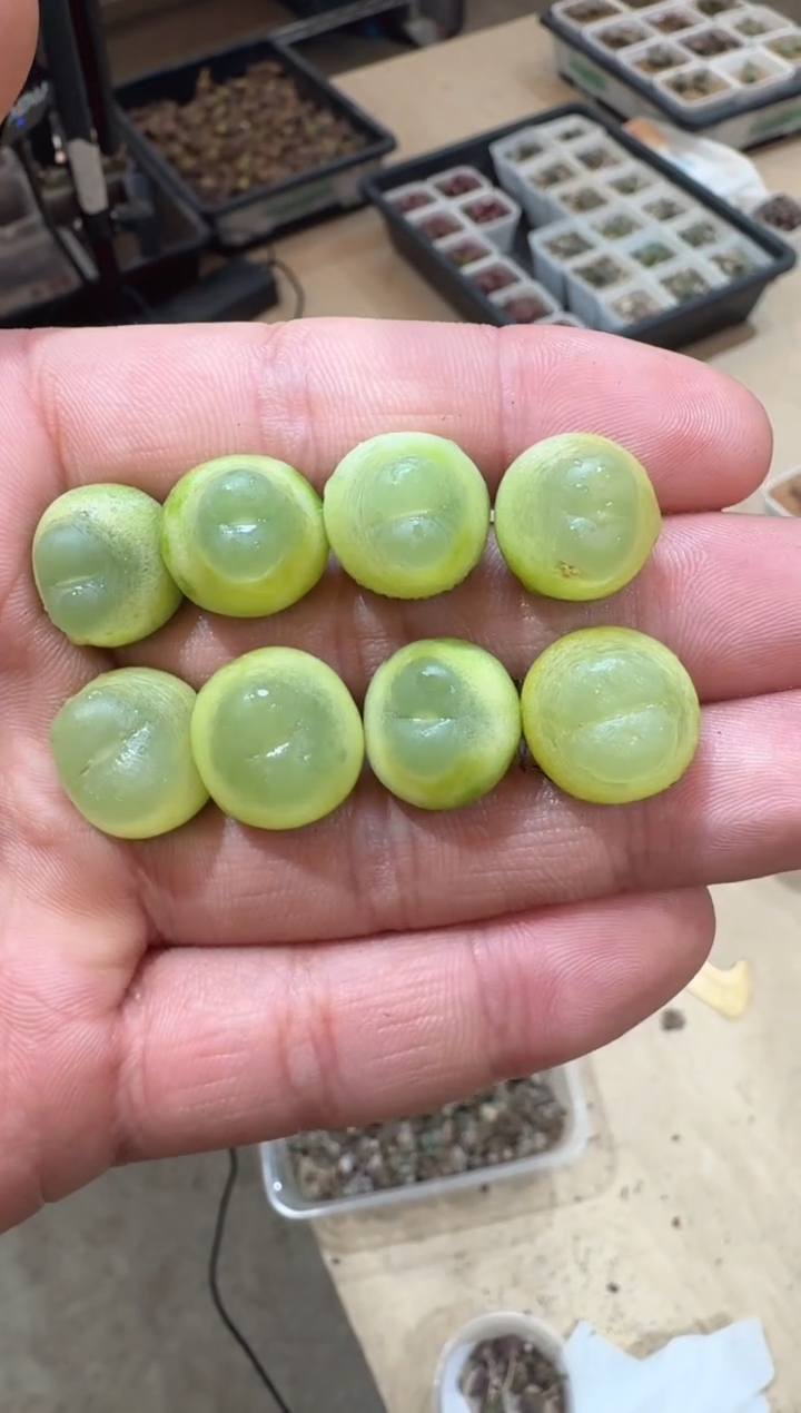 12-63多肉植物肉锥陶抗娘拉登一颗