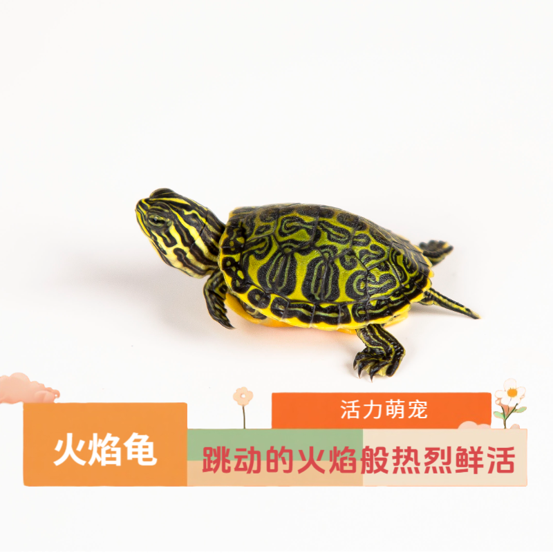 火焰龟 背甲燃烧着烈焰的活力萌宠【躺平龟】