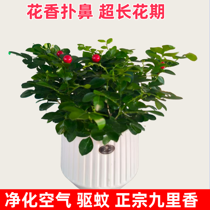 九里香盆栽大盆栽阳台四季开花正宗庭院室内植物净化空气驱蚊绿植