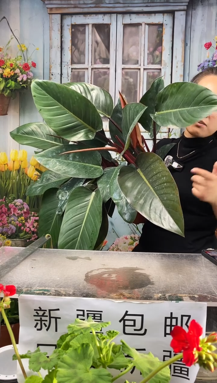 【闪购商品】红陶精品大红钻1盆