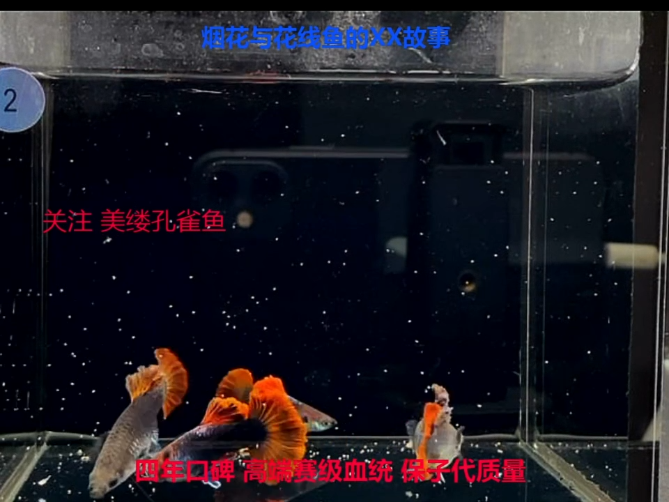 孔雀鱼花线牡丹精品压成体验2对