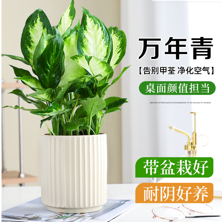 玛丽安万年青盆栽室内绿植常绿办公室内桌面客厅净化空气好养植物