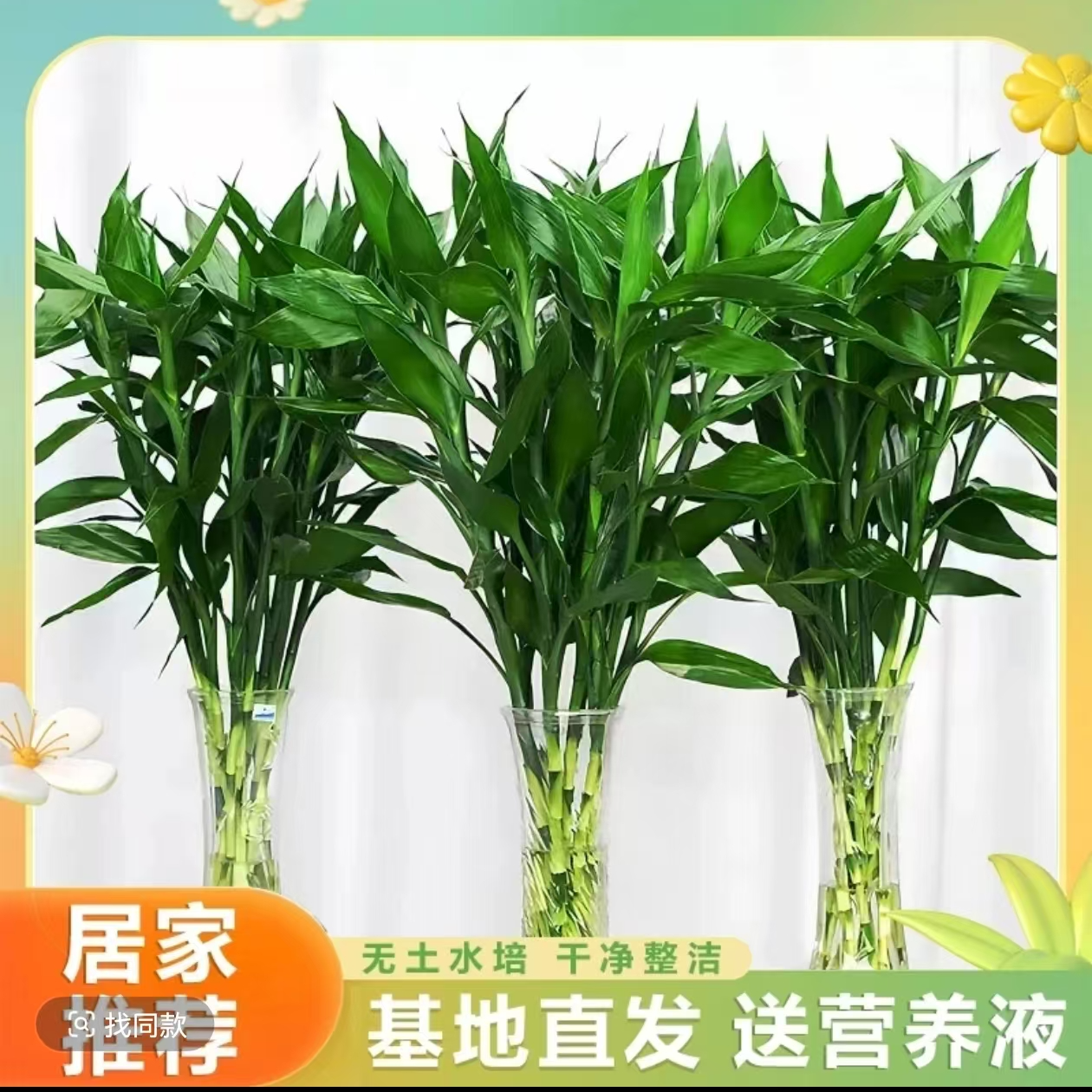 带根富贵竹水培植物室内客厅盆栽好养净化空气绿植