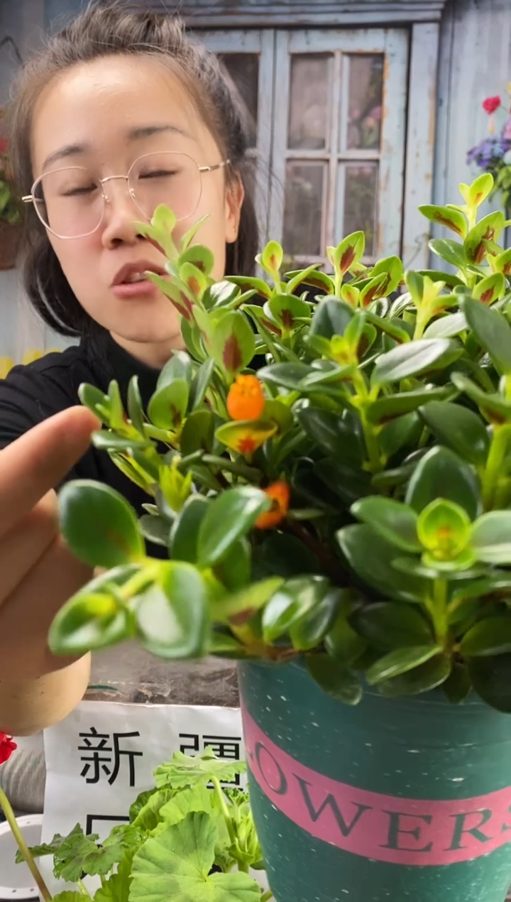 【闪购商品】红陶金鱼吊兰1盆装