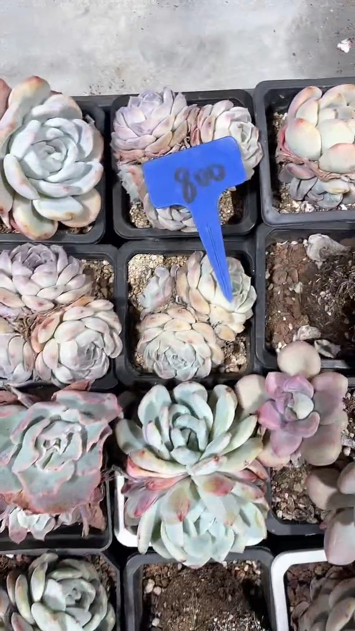 【闪购商品】800一筐多肉