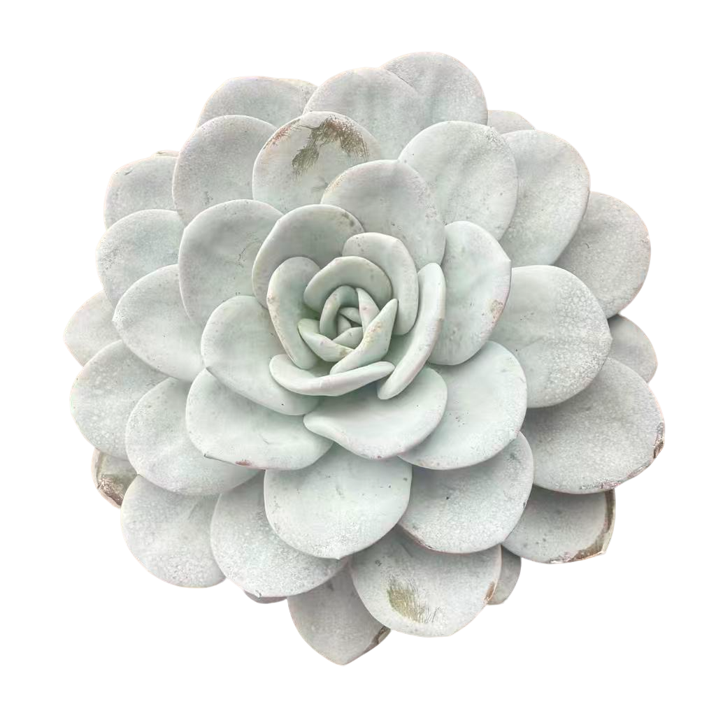 精品雪莲精选多肉  柒喜多肉植物 满19.9包邮 以直播间为标准发货