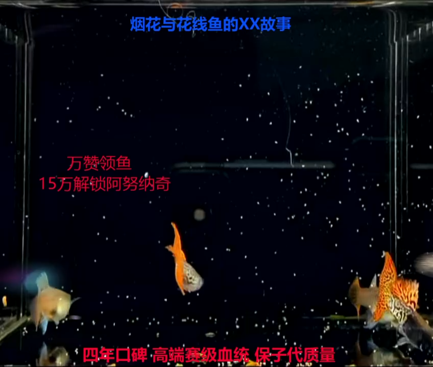 孔雀鱼金属红蕾丝和红蕾丝压成高端各1对