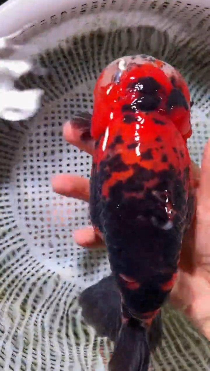 金鱼（运费自理，马印灯照射）福州追鱼兰寿金鱼