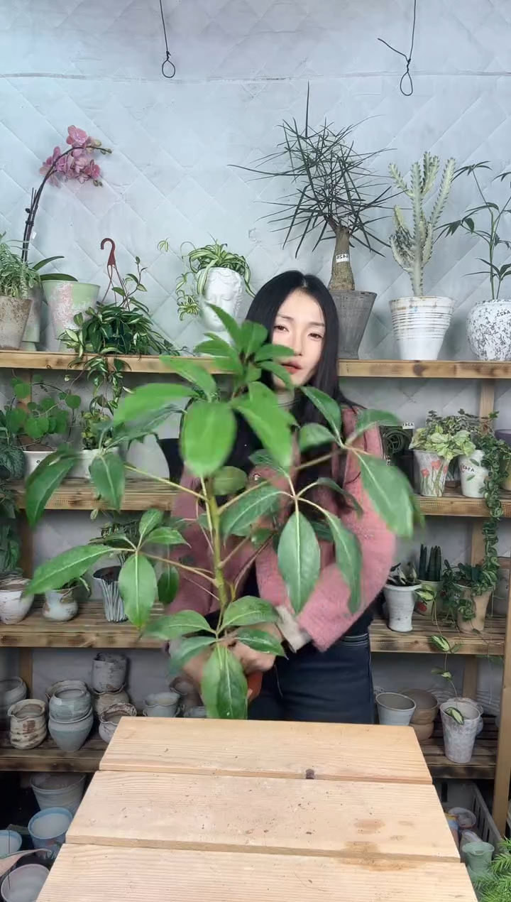 无花朵827保罗大叶伞育苗盆