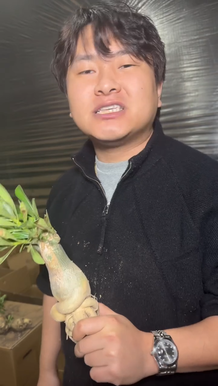 重瓣 沙漠玫瑰【带根】