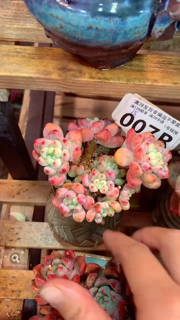 007R（一物一拍，精品多肉，所见即所得 ）
