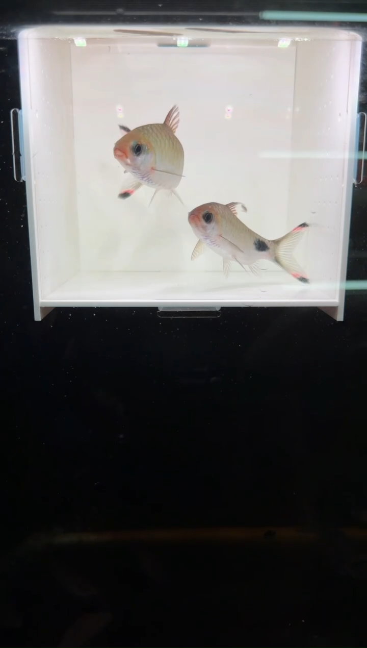 工具鱼红杂紫2222
