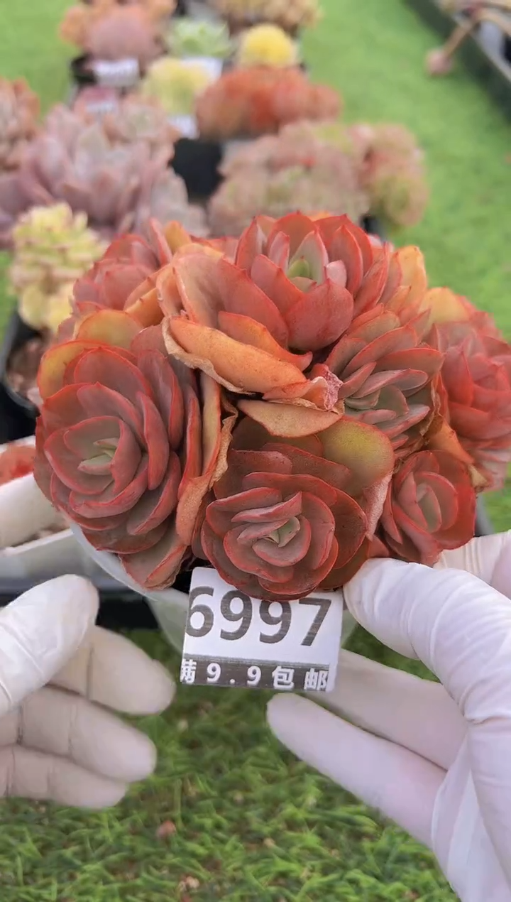 【闪购商品】信福多肉一物一拍