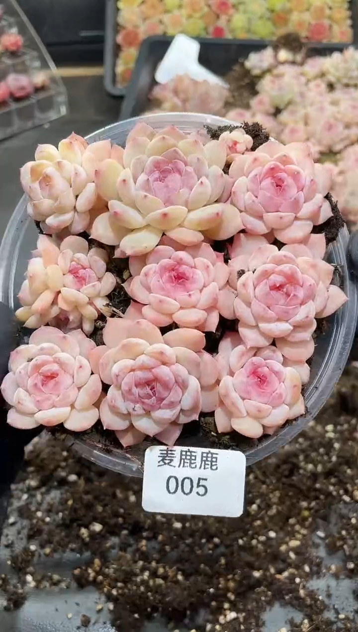 005紫罗兰糖心     量拍