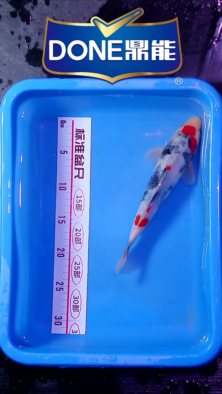 锦鲤直播间菁选 对版发货 2号