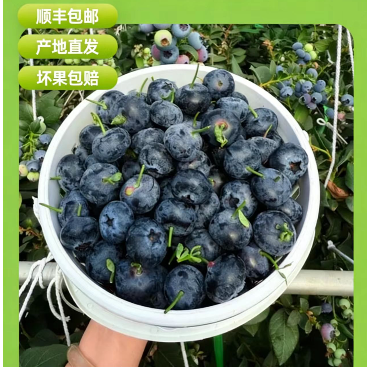 云南当季巨无霸蓝莓，香脆多汁酸甜爽口，应季水果现摘现发，礼盒装