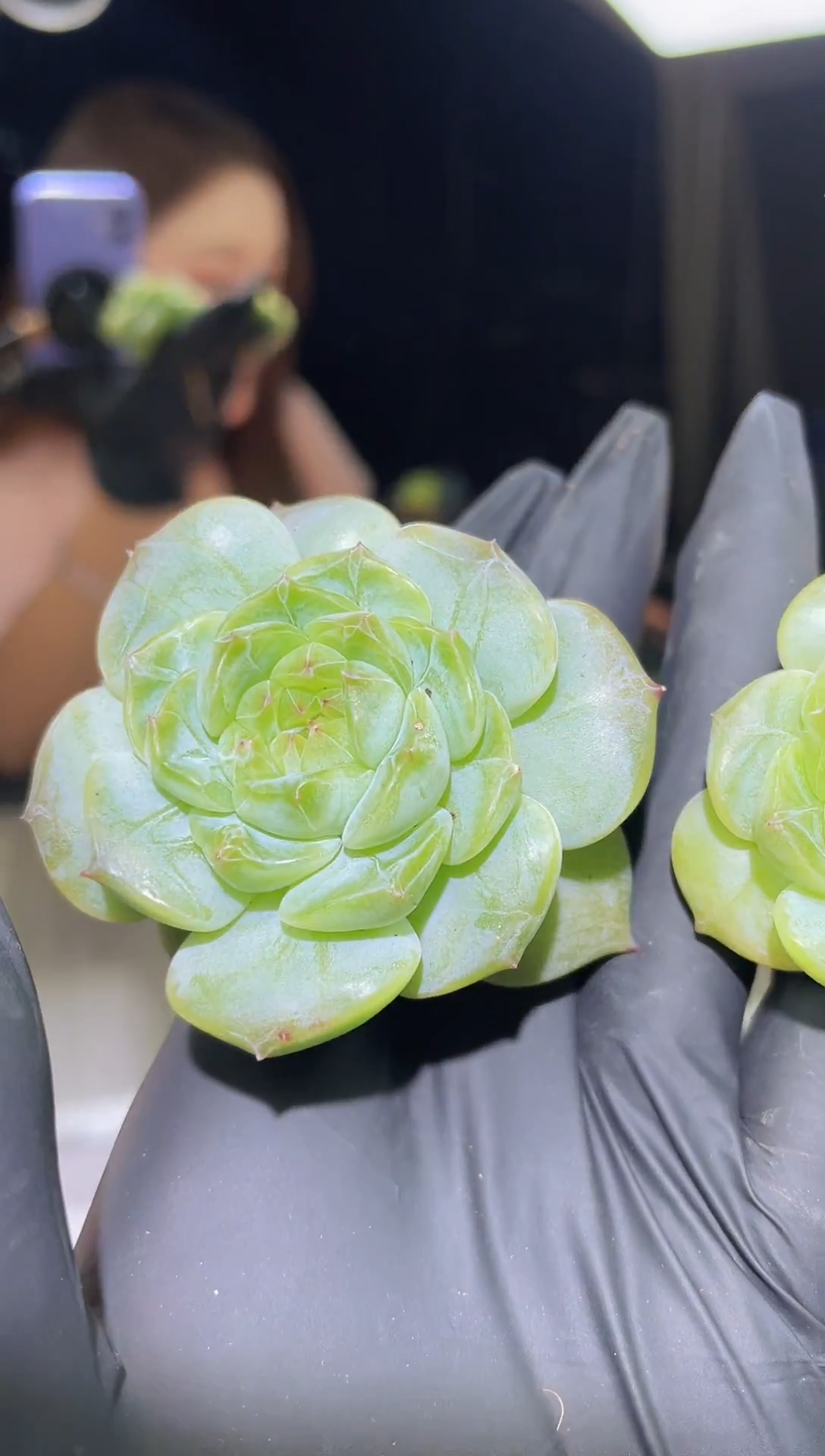 1361 青花瓷珍妮  5.5-6.0厘米左右 量拍随机发