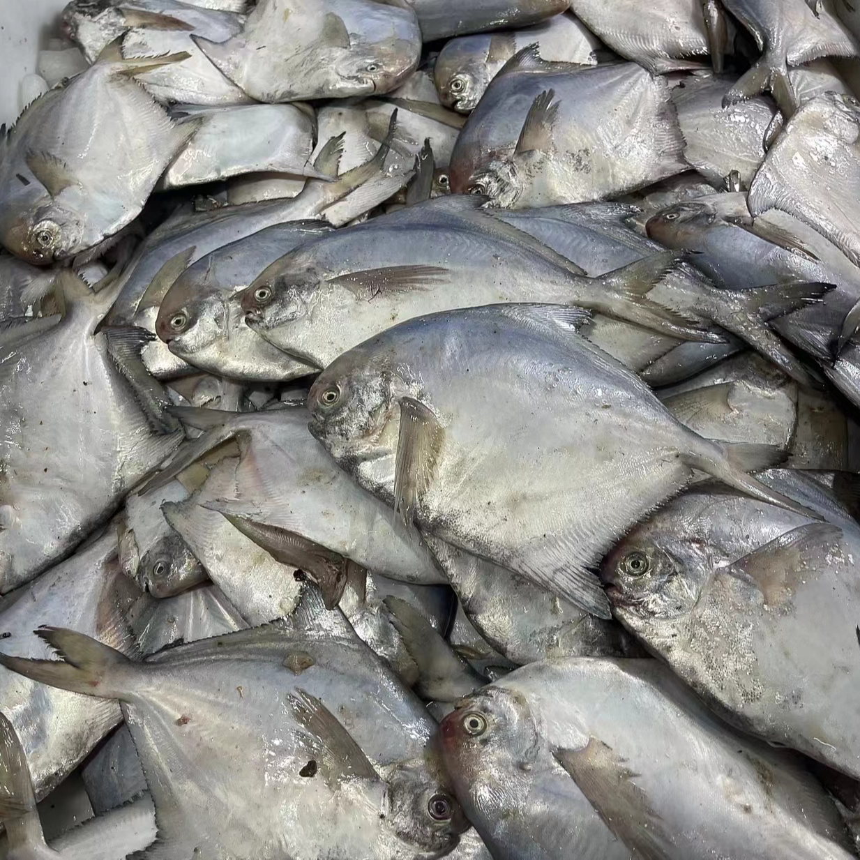 大连发货 野生银鲳鱼（大小不均匀介意勿拍）