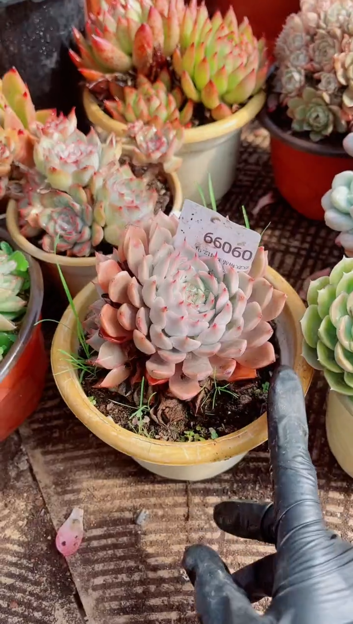 ?****࿐跃跃精品多肉09099