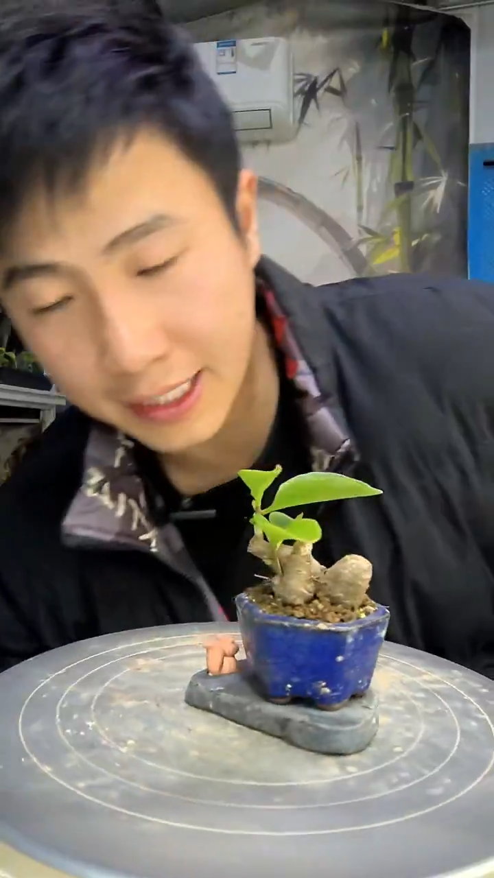 某*中青园艺一物一拍花405