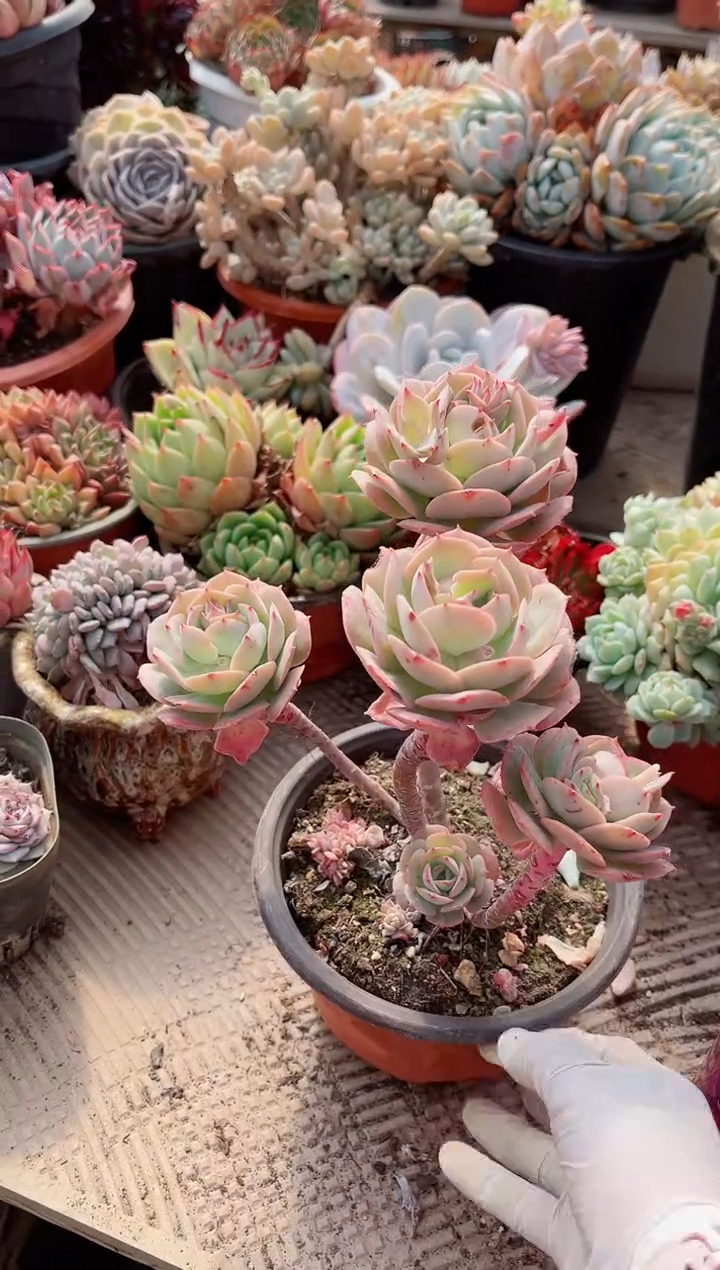 【闪购商品】06383