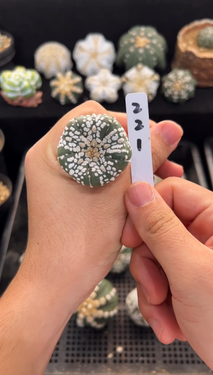 不含盆土带生长纹实生编码221